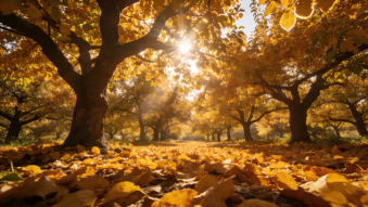 Commercial greenhouse tomato pollination